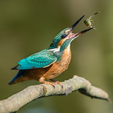Kingfishers
